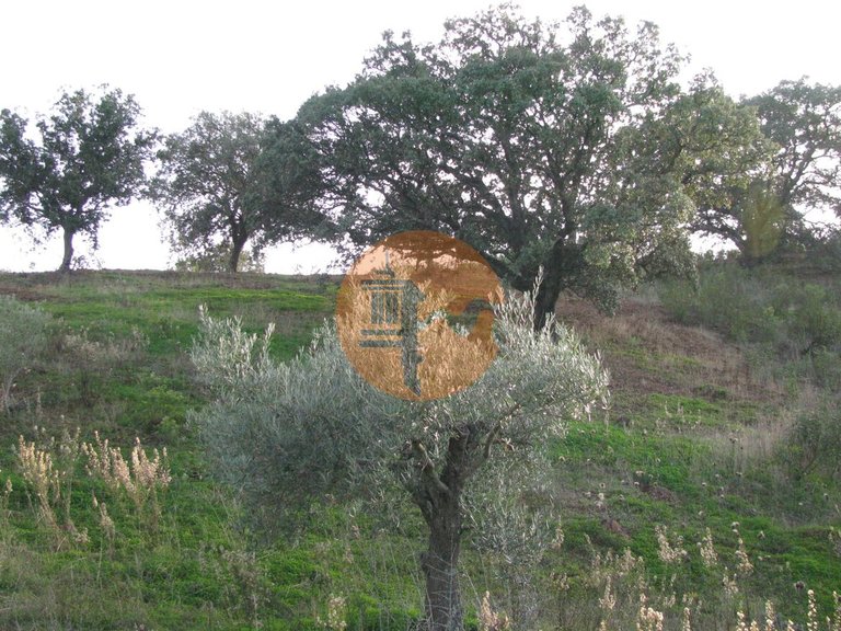 Plot for Sale in Azinhal, Castro Marim, Portugal 32