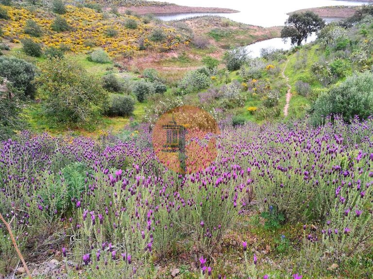 Plot for Sale in Azinhal, Castro Marim, Portugal 18