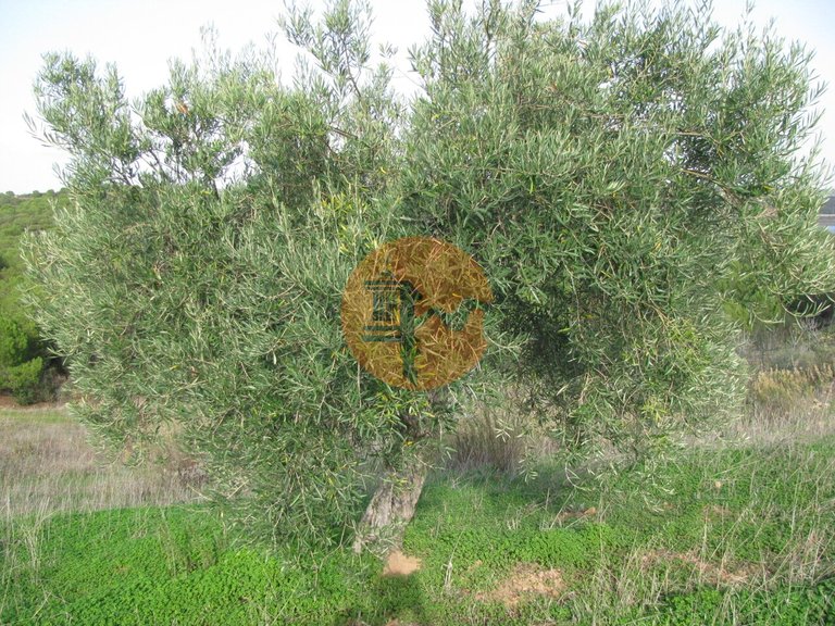 Plot for Sale in Azinhal, Castro Marim, Portugal 37