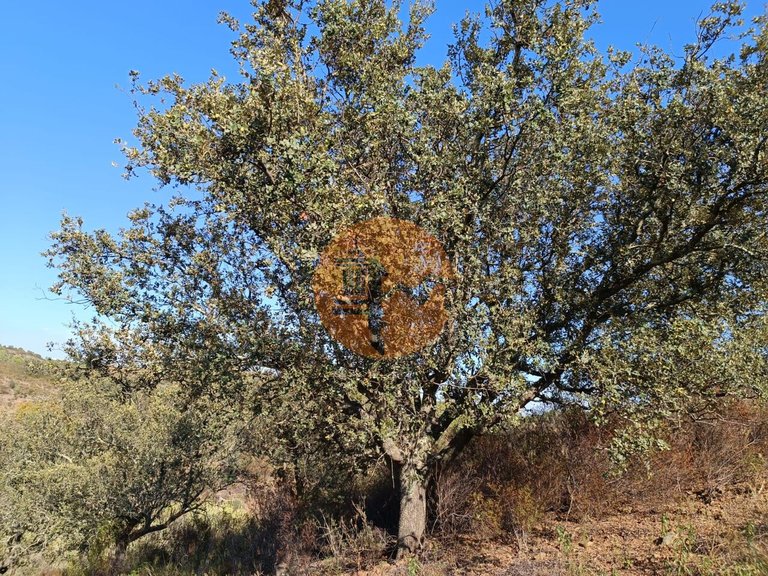 Plot for Sale in Azinhal, Castro Marim, Portugal 46