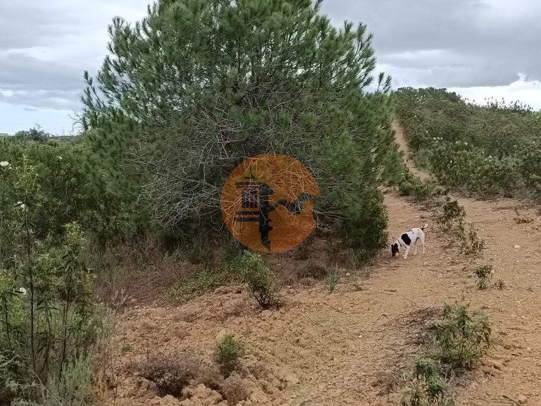 Plot for Sale in Azinhal, Castro Marim, Portugal 21