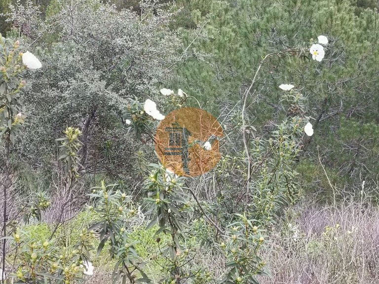 Plot for Sale in Azinhal, Castro Marim, Portugal 23