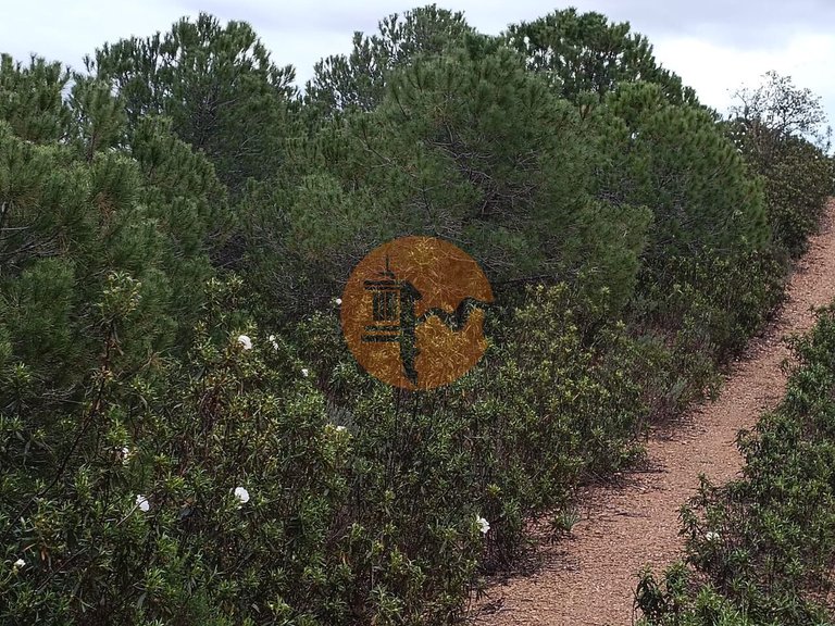 Plot for Sale in Azinhal, Castro Marim, Portugal 27