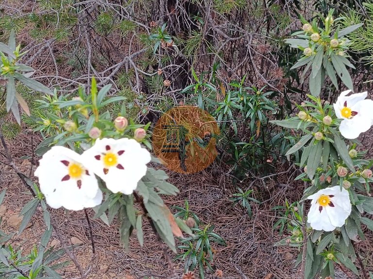 Plot for Sale in Azinhal, Castro Marim, Portugal 32