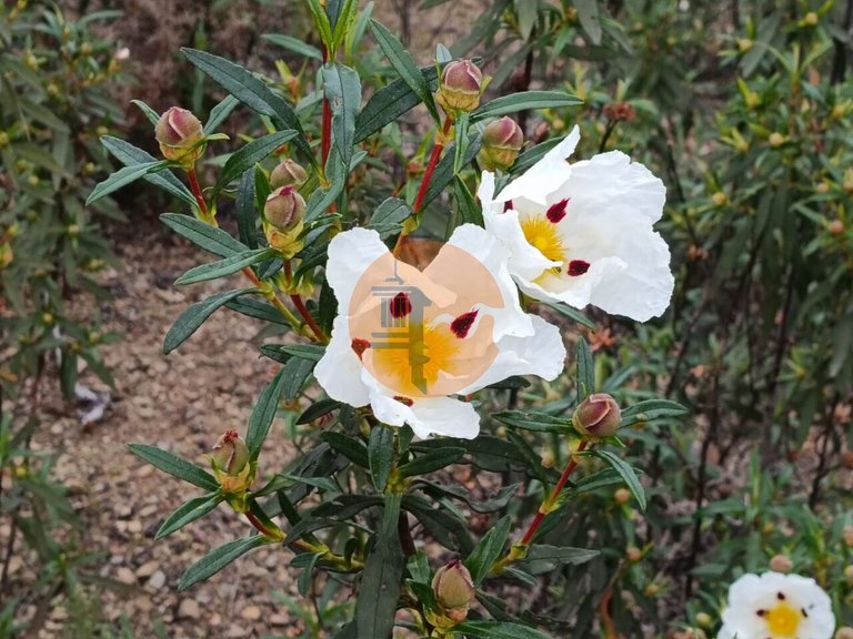 Plot for Sale in Castro Marim, Castro Marim, Portugal 13