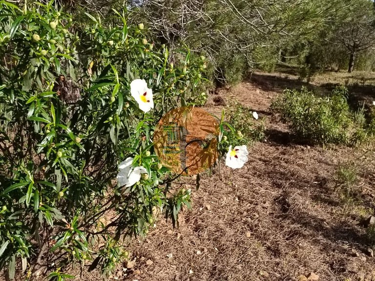 Plot for Sale in Castro Marim, Castro Marim, Portugal 26