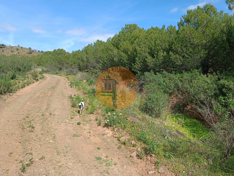 Plot for Sale in Azinhal, Castro Marim, Portugal 5