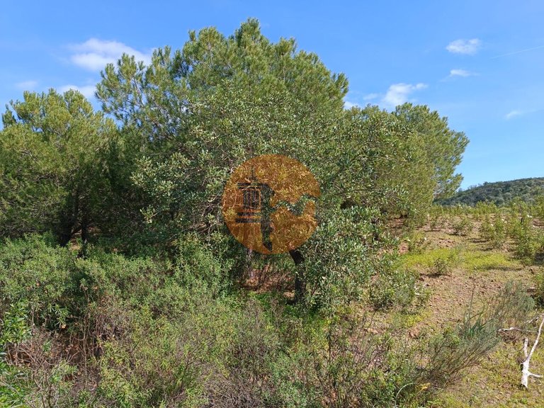 Plot for Sale in Azinhal, Castro Marim, Portugal 10