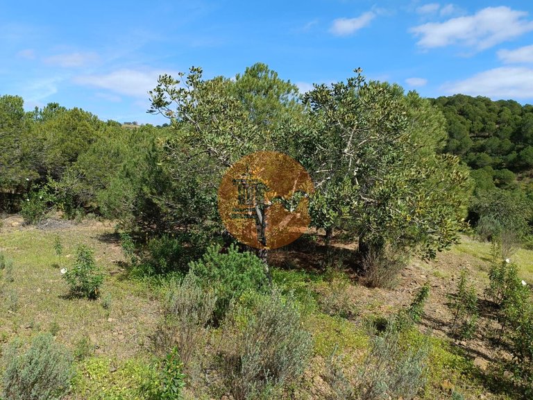 Plot for Sale in Azinhal, Castro Marim, Portugal 12