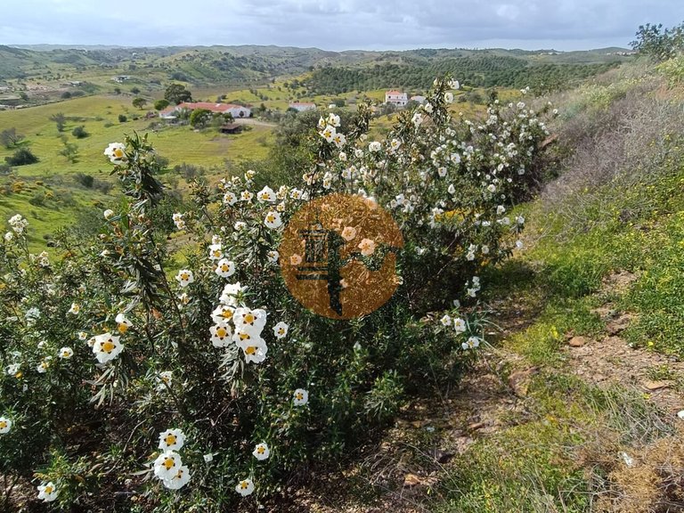 Plot for Sale in Castro Marim, Castro Marim, Portugal 4