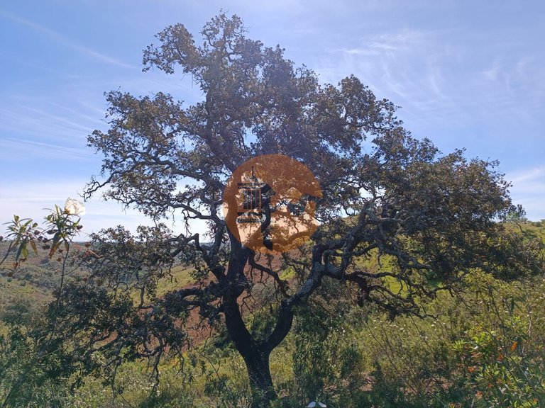 Plot for Sale in Odeleite, Castro Marim, Portugal 3