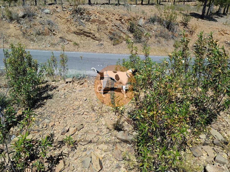 Plot for Sale in Odeleite, Castro Marim, Portugal 3