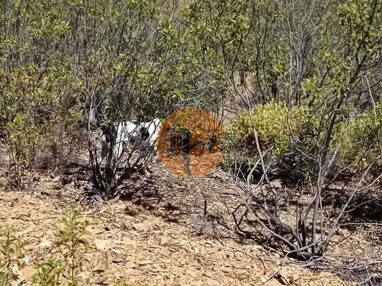 Plot for Sale in Odeleite, Castro Marim, Portugal 19