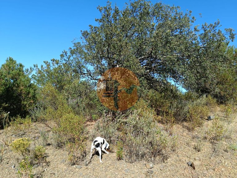 Plot for Sale in Azinhal, Castro Marim, Portugal 4