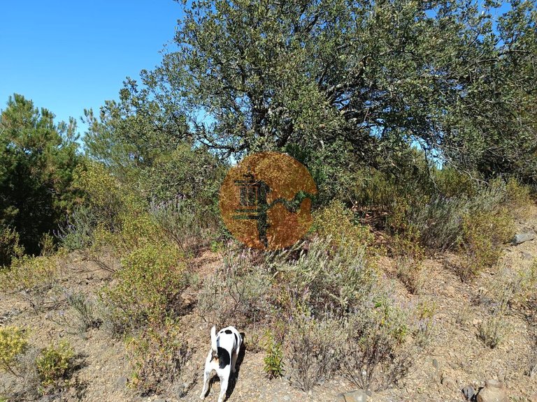 Plot for Sale in Azinhal, Castro Marim, Portugal 28