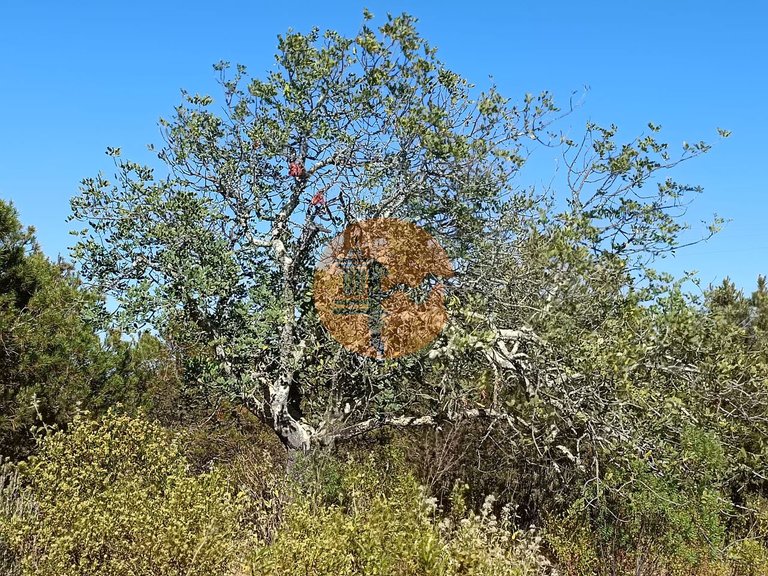 Plot for Sale in Azinhal, Castro Marim, Portugal 32