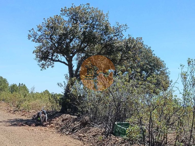 Plot for Sale in Azinhal, Castro Marim, Portugal 1