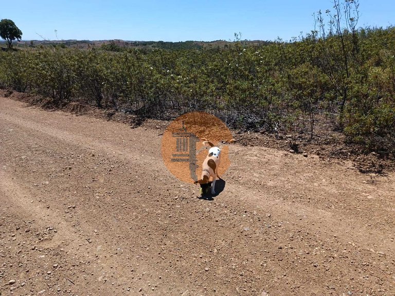 Plot for Sale in Azinhal, Castro Marim, Portugal 10