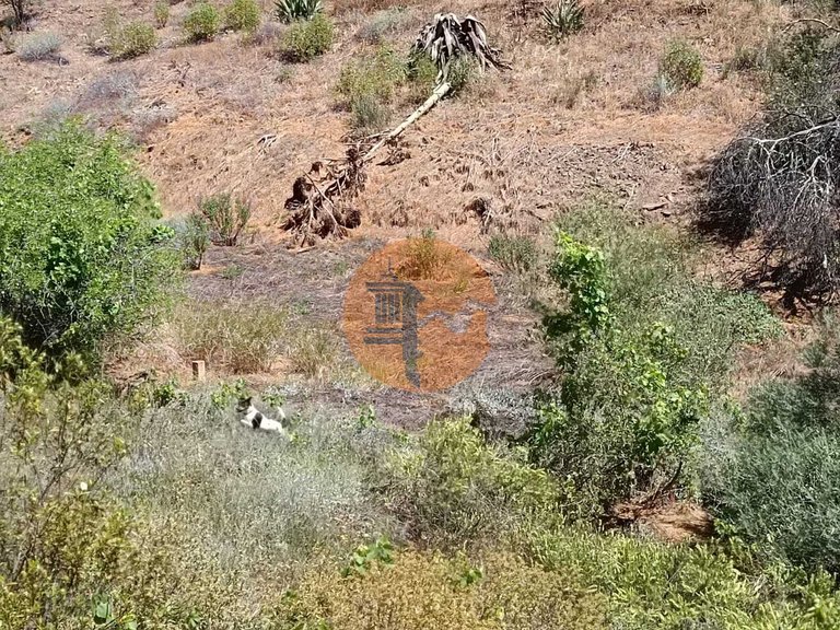 Plot for Sale in Azinhal, Castro Marim, Portugal 22