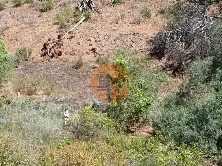 Plot for Sale in Azinhal, Castro Marim, Portugal 5