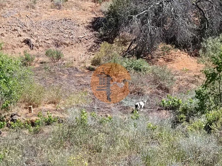 Plot for Sale in Azinhal, Castro Marim, Portugal 7