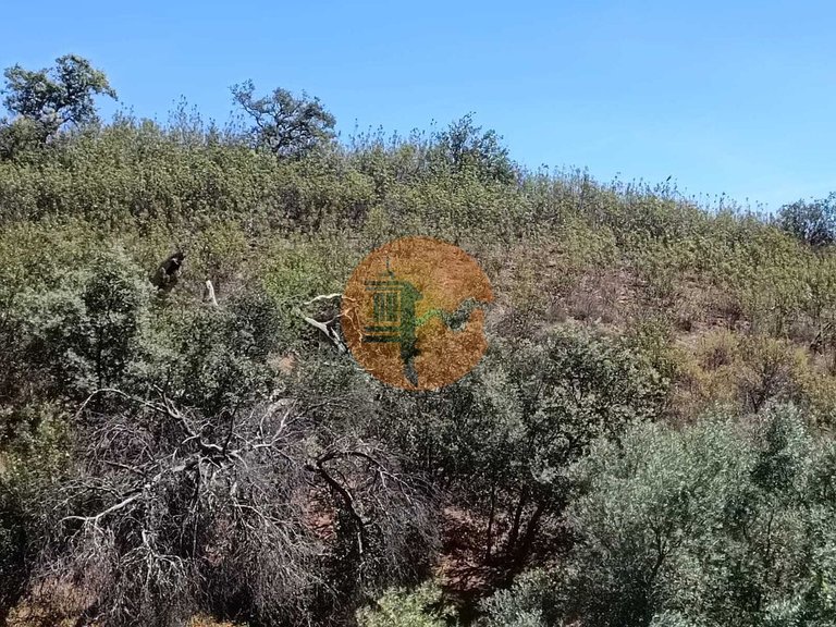 Plot for Sale in Azinhal, Castro Marim, Portugal 11