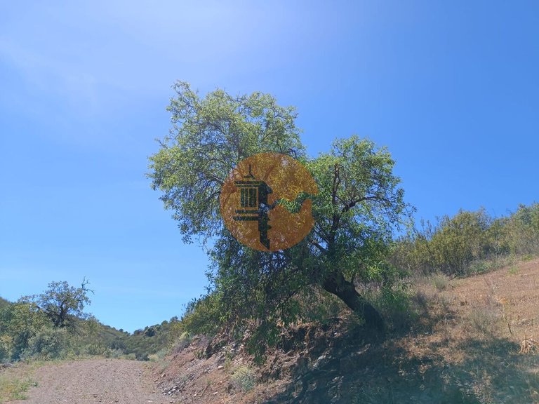 Plot for Sale in Azinhal, Castro Marim, Portugal 3