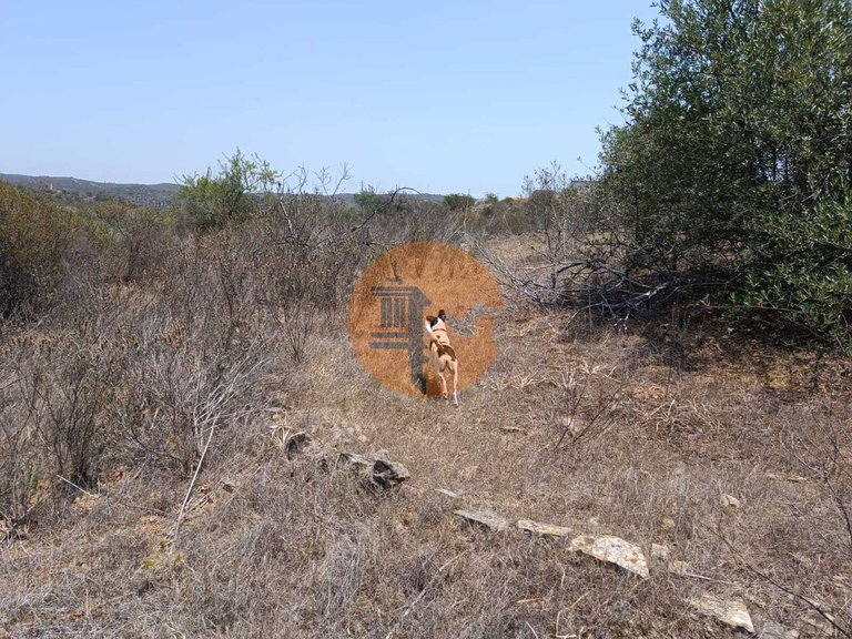 Plot for Sale in Azinhal, Castro Marim, Portugal 13