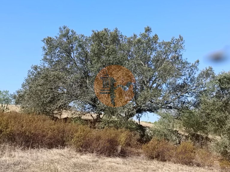 Plot for Sale in Azinhal, Castro Marim, Portugal 3