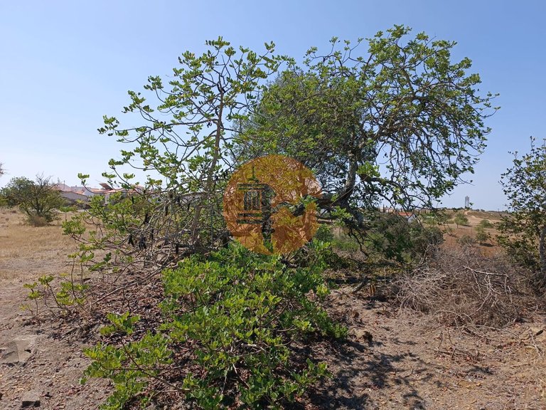 Plot for Sale in Azinhal, Castro Marim, Portugal 4
