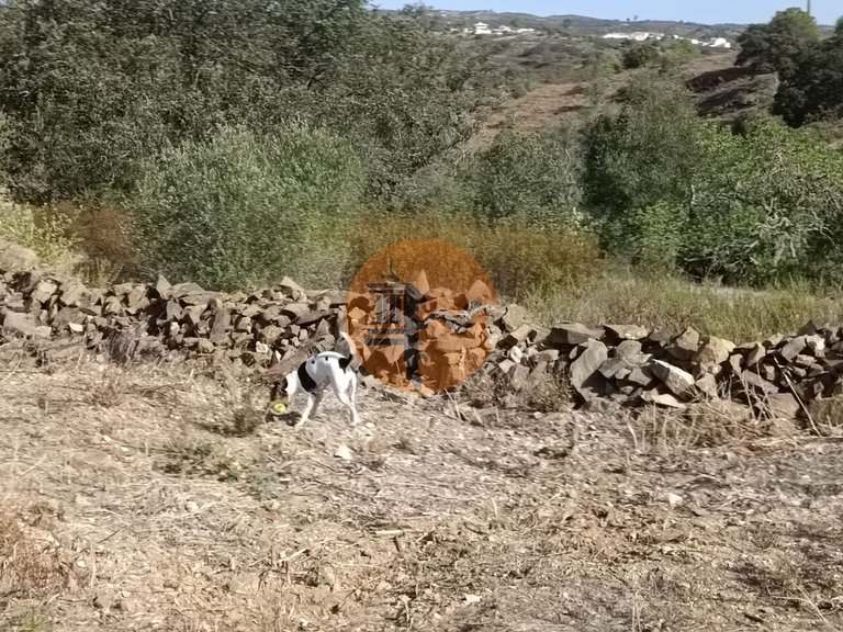 Plot for Sale in Azinhal, Castro Marim, Portugal 13