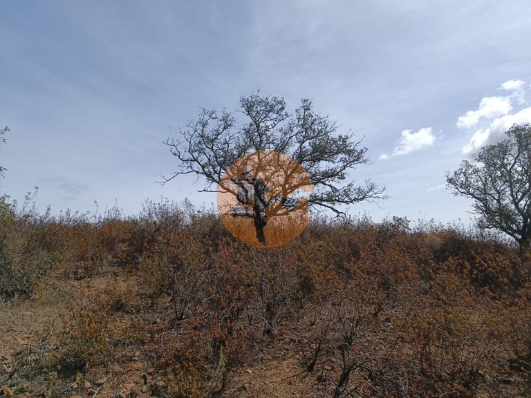 Plot for Sale in Azinhal, Castro Marim, Portugal 11