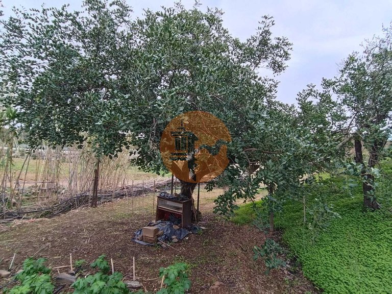 Plot for Sale in Azinhal, Castro Marim, Portugal 4