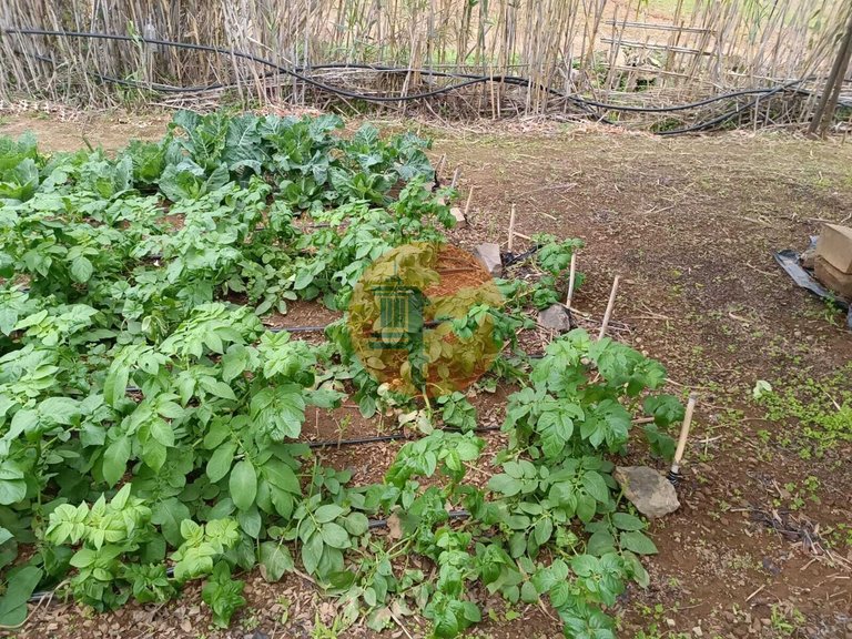 Plot for Sale in Azinhal, Castro Marim, Portugal 27