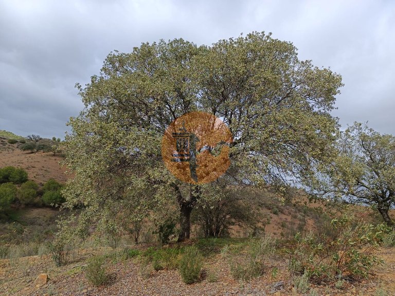 Plot for Sale in Azinhal, Castro Marim, Portugal 3