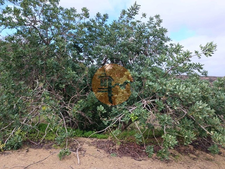 Plot for Sale in Azinhal, Castro Marim, Portugal 1
