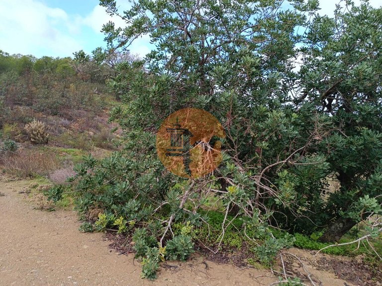Plot for Sale in Azinhal, Castro Marim, Portugal 15