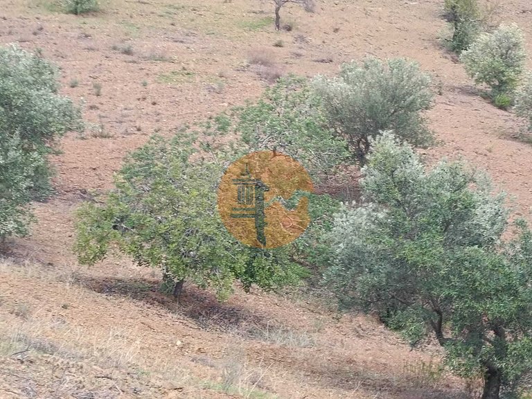 Plot for Sale in Azinhal, Castro Marim, Portugal 6