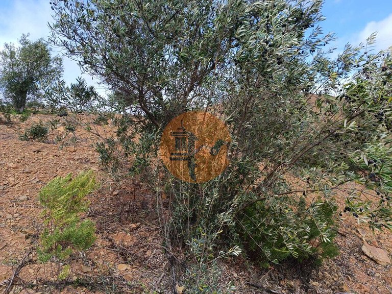Plot for Sale in Azinhal, Castro Marim, Portugal 7