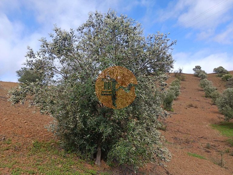Plot for Sale in Azinhal, Castro Marim, Portugal 3