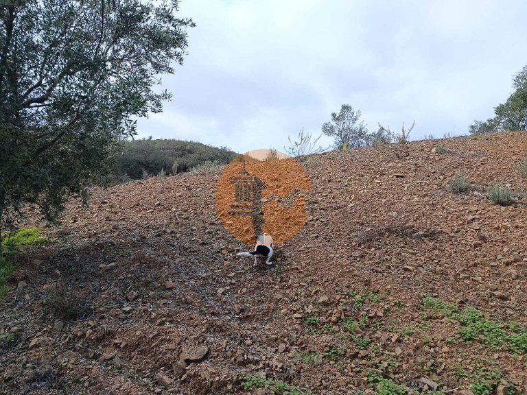 Plot for Sale in Azinhal, Castro Marim, Portugal 22