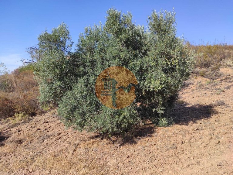 Plot for Sale in Odeleite, Castro Marim, Portugal 4