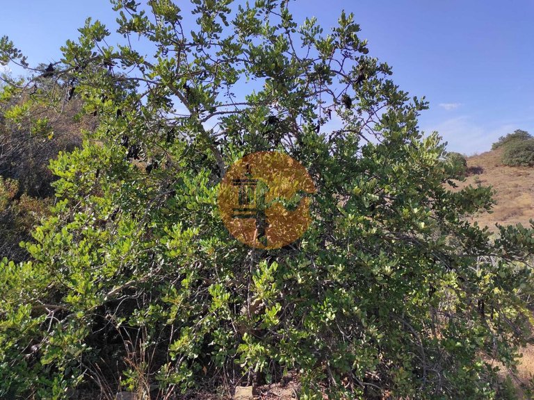 Plot for Sale in Odeleite, Castro Marim, Portugal 16