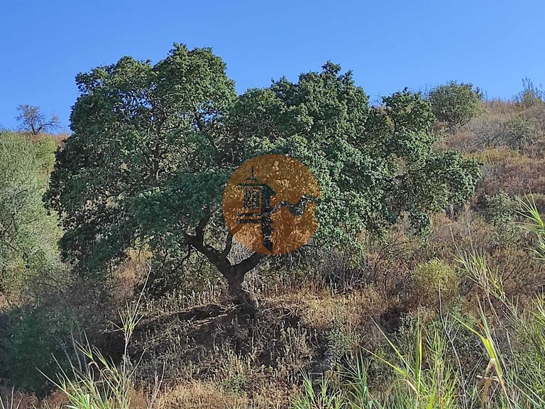 Plot for Sale in Odeleite, Castro Marim, Portugal 5