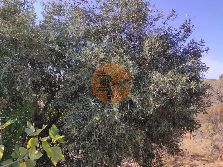 Plot for Sale in Odeleite, Castro Marim, Portugal 23
