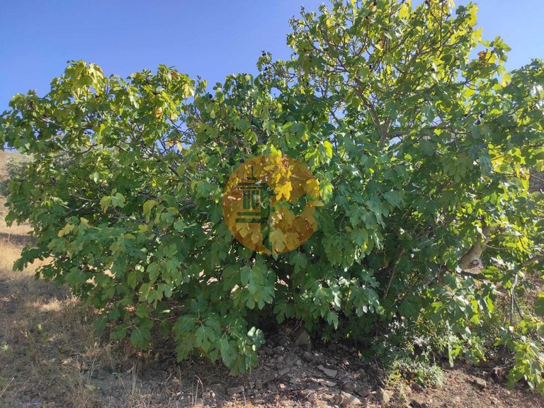 Plot for Sale in Odeleite, Castro Marim, Portugal 26