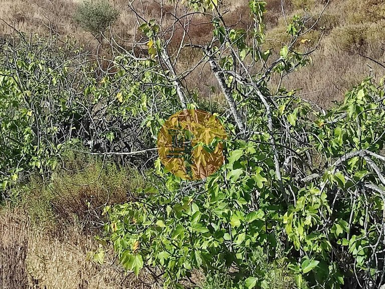 Plot for Sale in Odeleite, Castro Marim, Portugal 36