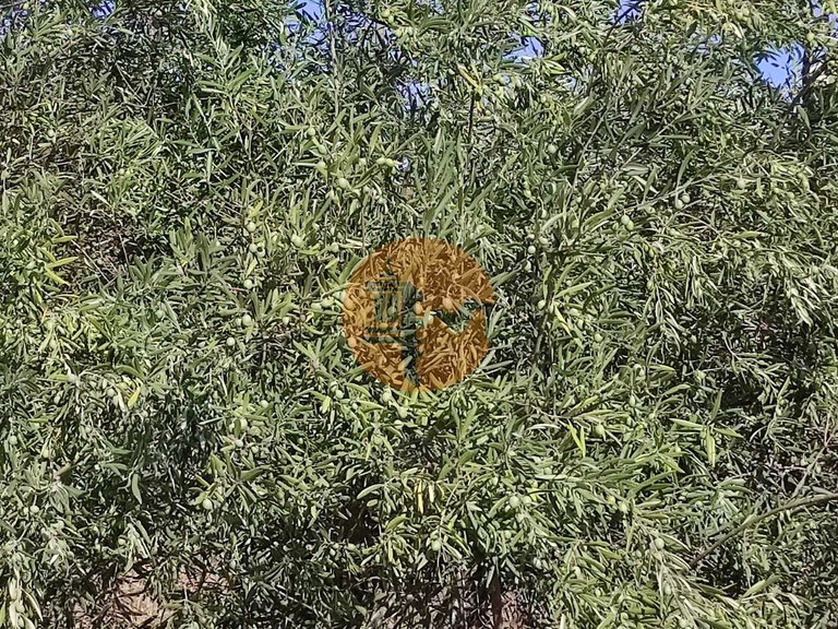 Plot for Sale in Odeleite, Castro Marim, Portugal 37