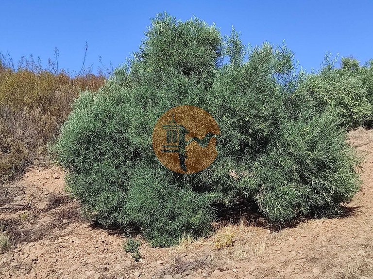 Plot for Sale in Odeleite, Castro Marim, Portugal 41