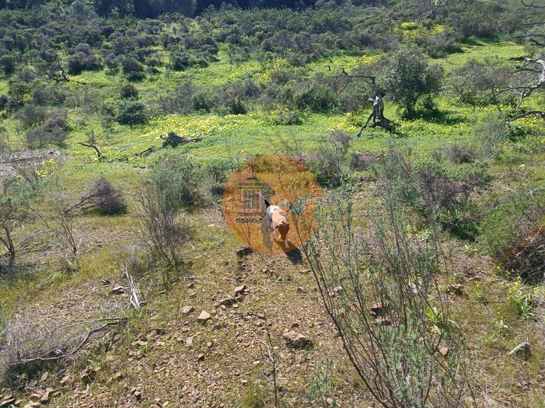 Plot for Sale in Azinhal, Castro Marim, Portugal 4